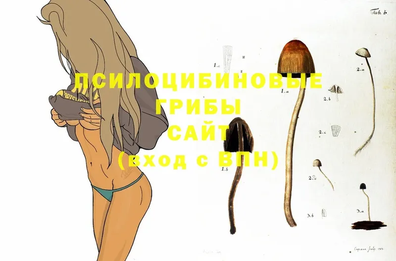 shop официальный сайт  Старая Русса  Галлюциногенные грибы Psilocybine cubensis 